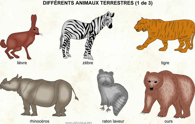 Différents animaux terrestres (1 de 3) (Dictionnaire Visuel)